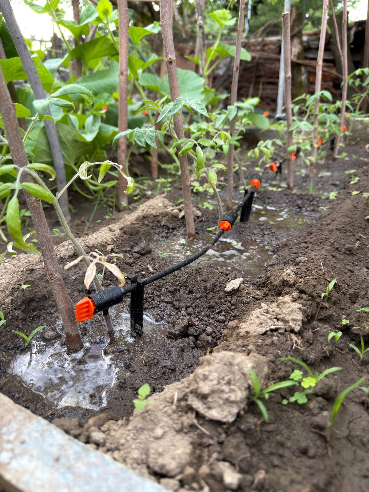 L'orto di Cintano con l'impianto di irrigazione a goccia tra le piante di pomodoro